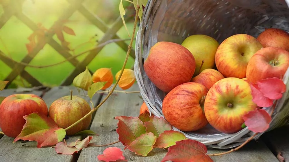 Red and golden apples spilling from a wicker basket beside autumn leaves.
