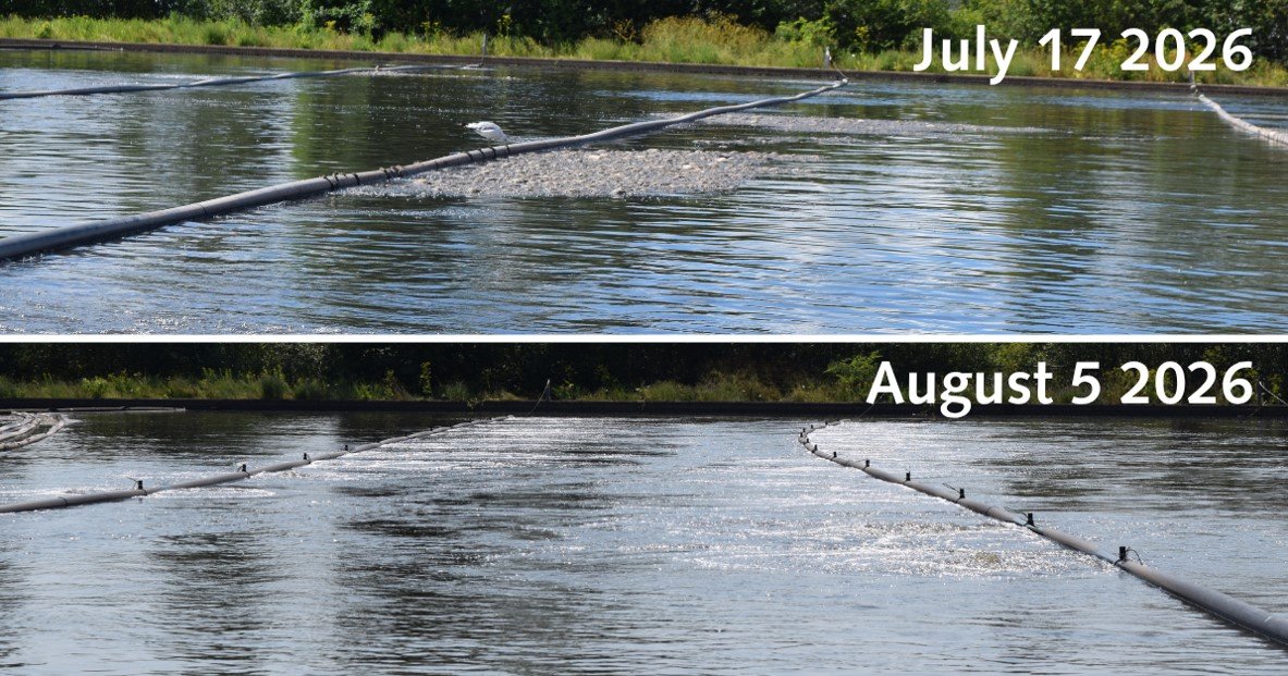 Sewer Treatment Plant in July versus August of 2026, before and after new aerator chains were installed.